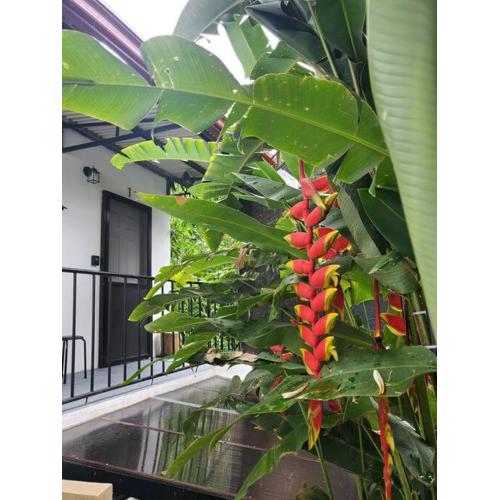 1Cozy, Smart TV 45-Netflix, Parking, BaguioFeels