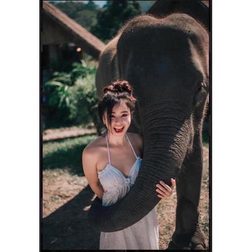 3 Pok Maewang jinxiang Gold elephant park