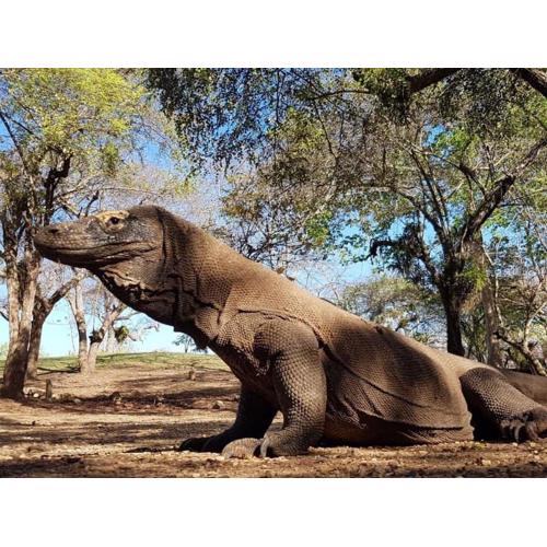 4D3N CRUISE Lombok-Komodo-Flores