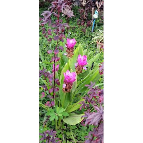 ไร่เจาทองรีสอร์ท