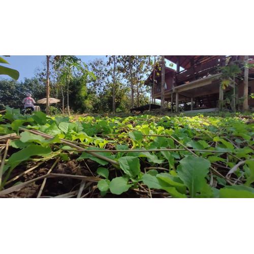 ณ ไร่ขวัญน่าน ฟาร์มสเตย์