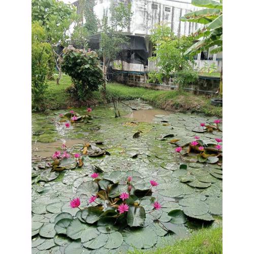 บ้านเพื่อนโฮมสเตย์