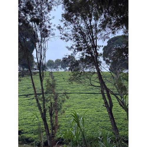 A little bit of heaven in TIGONi