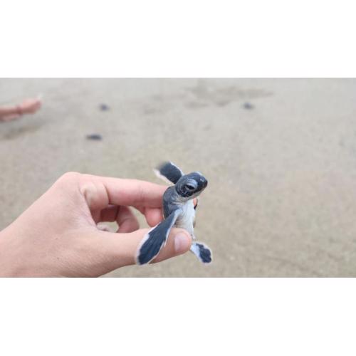 Adventure Turtle Homestay Meru Betiri