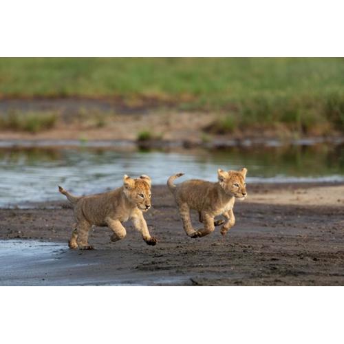 Africa Safari South Serengeti Ndutu Ngorongoro