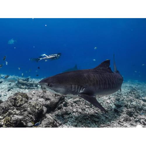 Ataraxis Grand and Spa Fuvahmulah