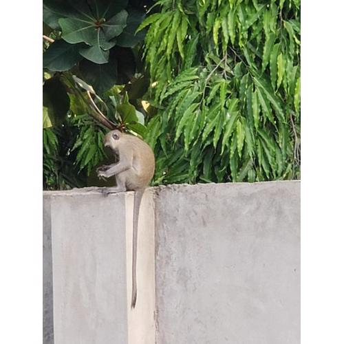 Bella Breeze2 -Diani Beach Kenya