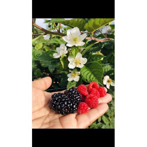 สวนเบอร์รีแคมป์ทนายจุฬา Berry Camp Korat