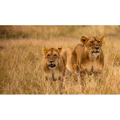 Best Camping Tours Campsite