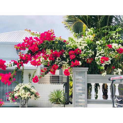 Bougain Villa Gemanafushi