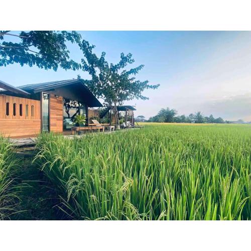 BREATHE - Rice Valley