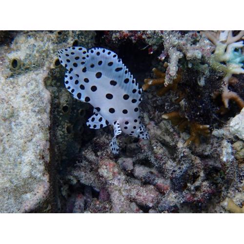 Bruno Raja Ampat Homestay