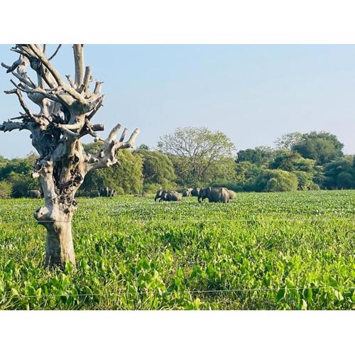 Bundala Forest Villa