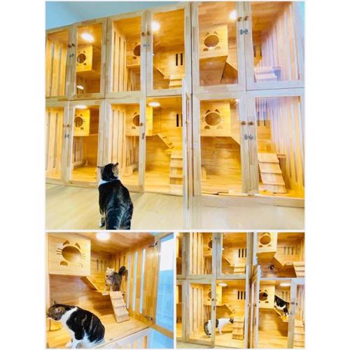 Cat Hotel Hatyai by Krissana Mansion cat only