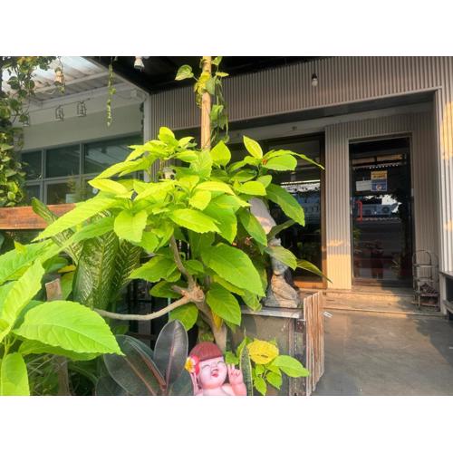 Chiangmai Panda Hostel(2)