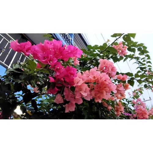 Cosimo ห้องพักรายวัน