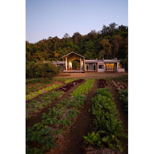 Daraga ดารกะ