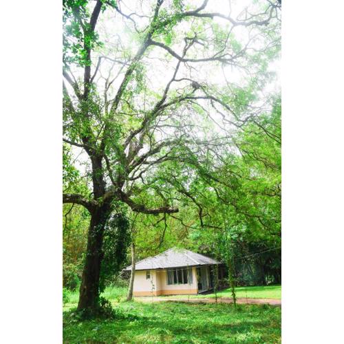 Debaraliyadda Estate