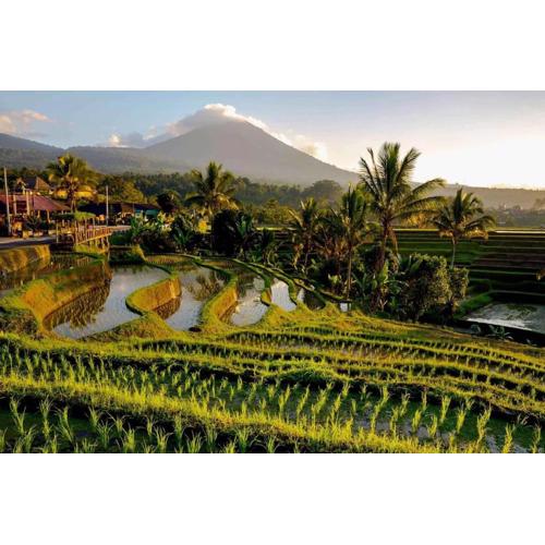 Dedari Lodge Jatiluwih Rice fields