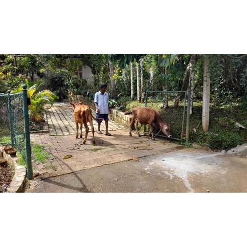 Dew Lee Homestay & Farm House