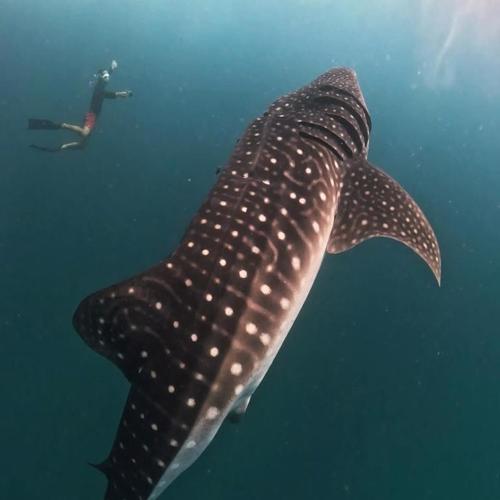 Dhigurah Dhonveli Boutique