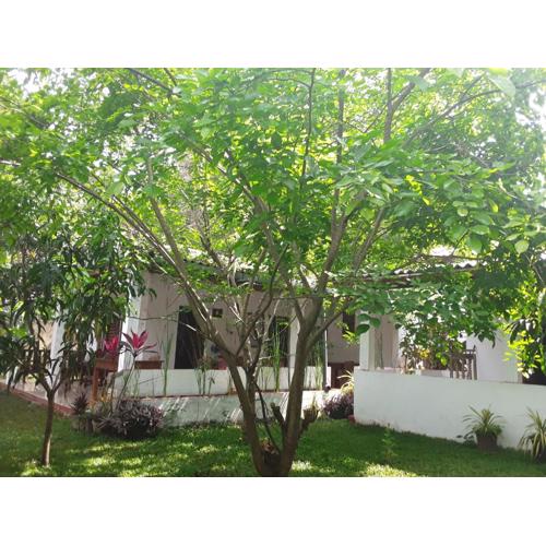 Disna Homestay