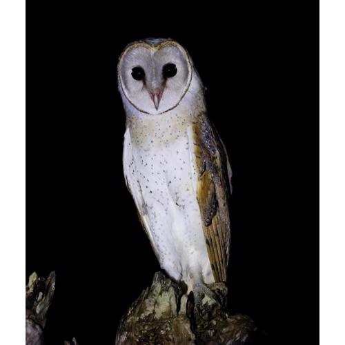 Ego Lakeside Safari Retreat- Yala Tissamaharama