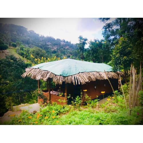 Ella Jungle Rock