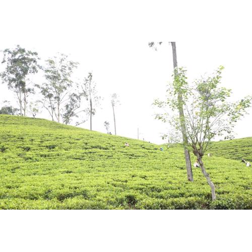 Ella Tea Land View