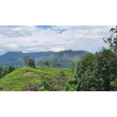 Emerald Mirror Guest Ella