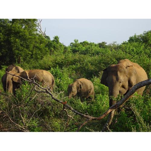 Exciting Tree house and 2 Chalets, Spring valley farm stay Buttala, Okkampitiya