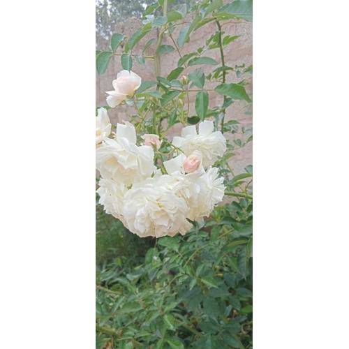 FAMILY COTTAGES Arumeru