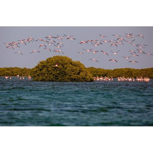 Flamingo Beach Hotel