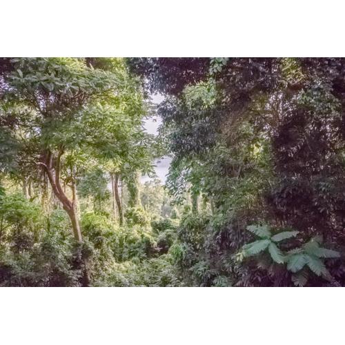 FOREST and OCEAN Nest with Self-Service Breakfast - AC, Monkeys, Pet Friendly with a Fee