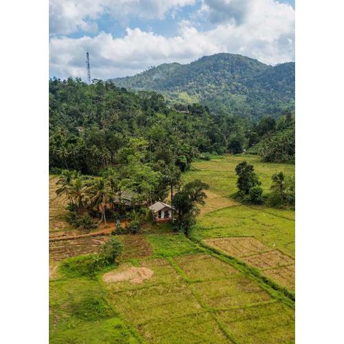 Forest & Fields Sinharaja - Rainforest Edge Pure Stillness