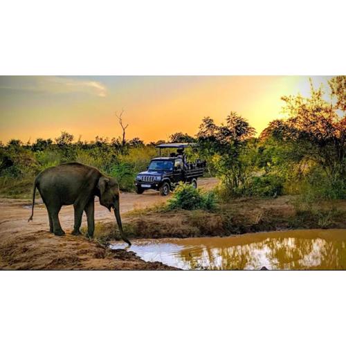 Gajaa Corido Safari Homestay