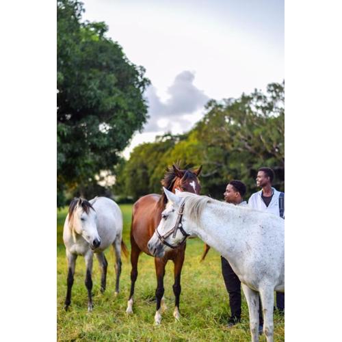 Galloping Adventures