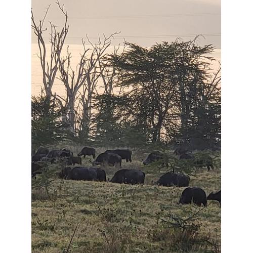 G&G Executive Homes Pipeline Nakuru