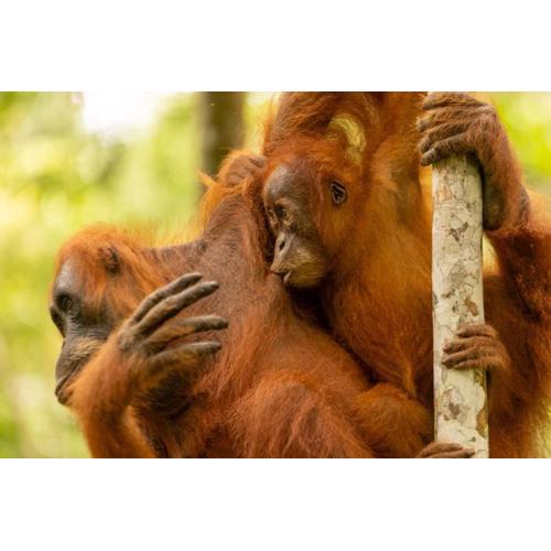 Green soul guest house only book trekking with us