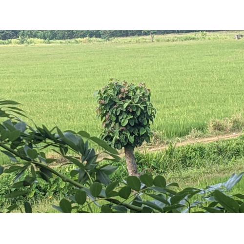 Green View Holiday Home