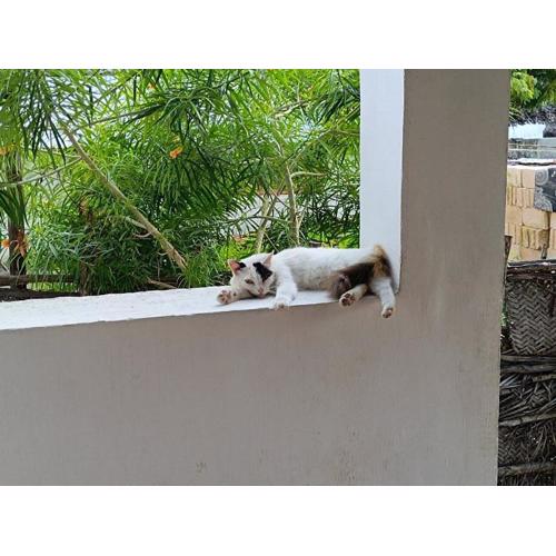 Hakuna Matata Bungalows