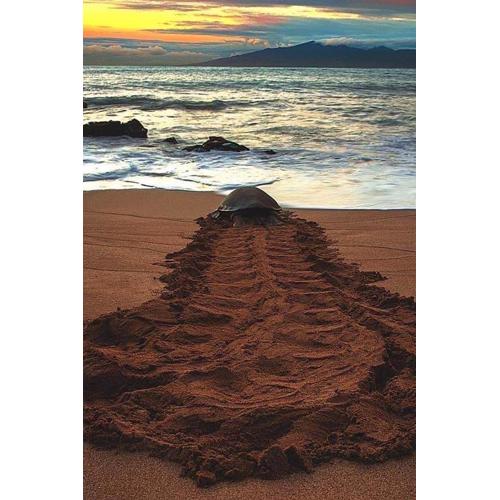 Heaven in Satinwoods