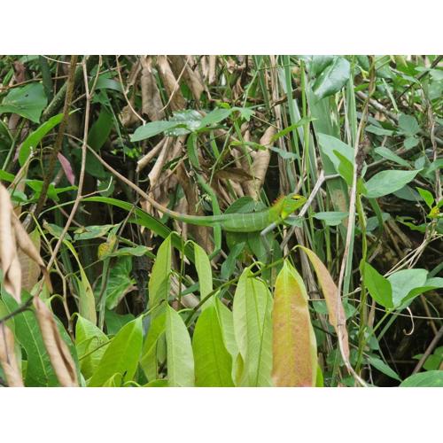 Heeloya mount view garden