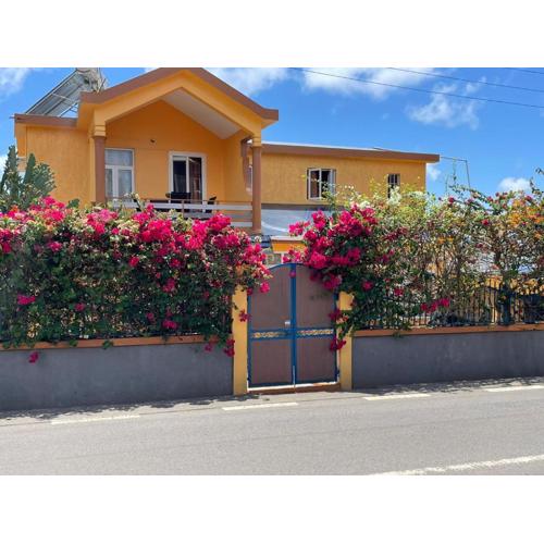 Hibiscus chez Arielle