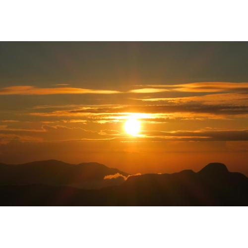 Hotel mango tree nearest Adam's peak