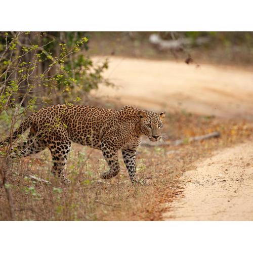 JAMI River Side Hotel & Yala Safari Place