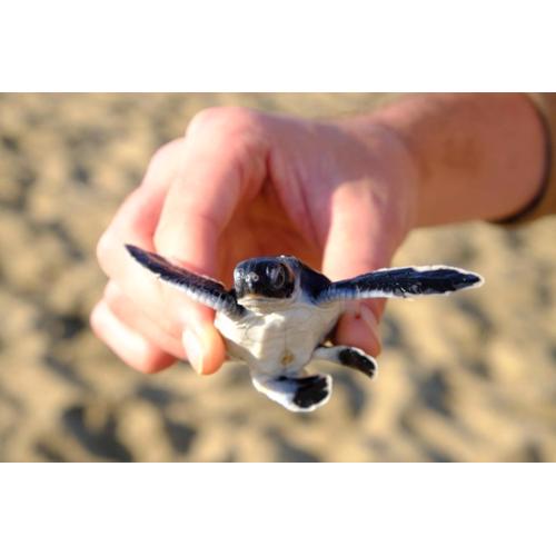 Java Turtle Lodge Meru Betiri