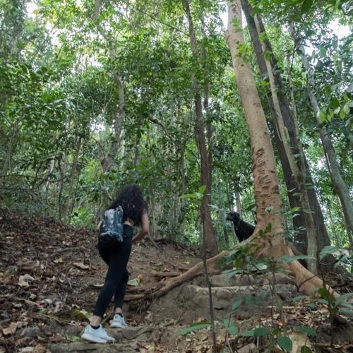 JIVA Nest Self-Service Tiny Home in Rainforest Nest with Kitchen - WiFi, Monkeys, Bats!