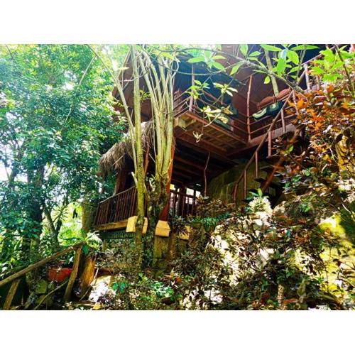Jungle Face Inn