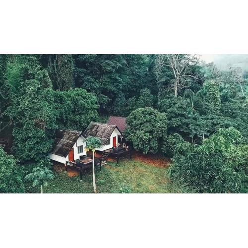Jungle guest house